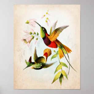 Hummingbird Artwork no. 15 Vintage Bird Art Poster