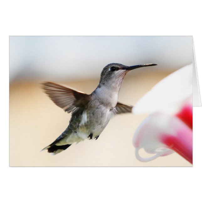 Hummingbird at Feeder (Front Horizontal)