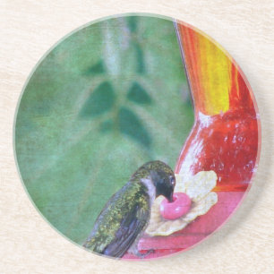 Hummingbird at Feeder Coaster