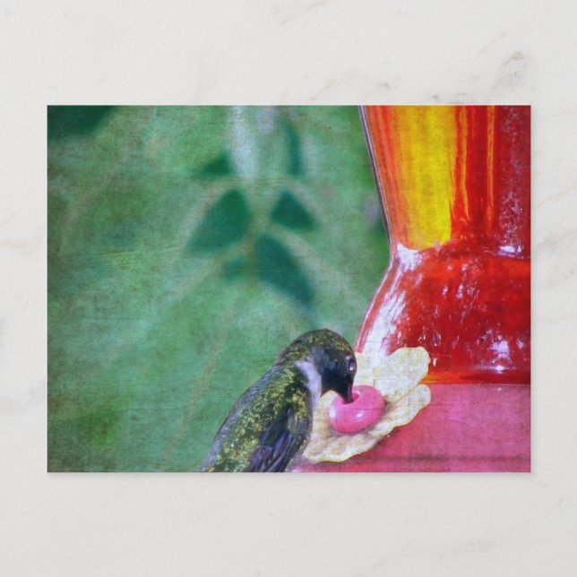 Hummingbird at Feeder Postcard (Front)
