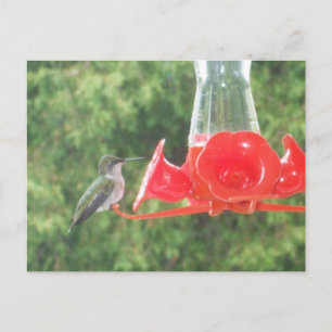 Hummingbird at Feeder Postcard