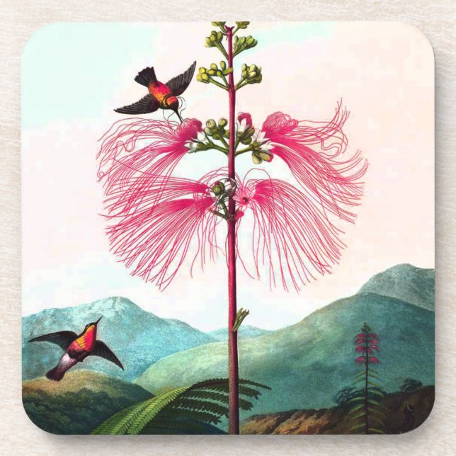 Hummingbird at mimosa tree coaster (Front)