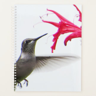 Hummingbird at Monarda Planner