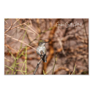 Hummingbird at Peace Photo Print