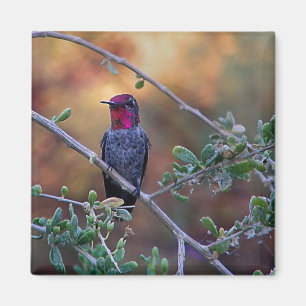 Hummingbird at sunset magnet