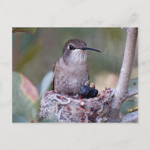 Hummingbird Babies 2 Postcard