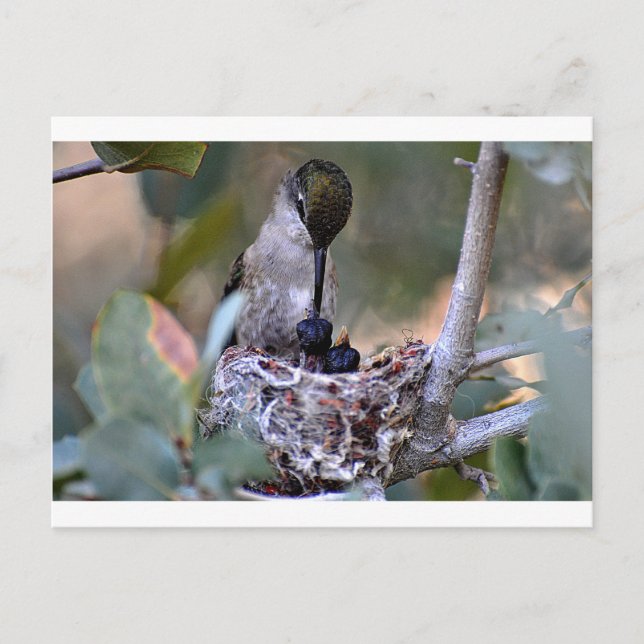 Hummingbird Babies Postcard (Front)