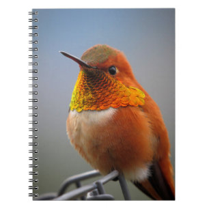hummingbird, bird, animal notebook