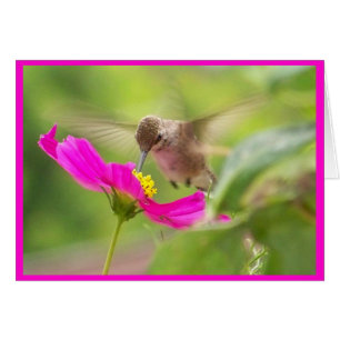 hummingbird Bird Animal Wildlife Floral