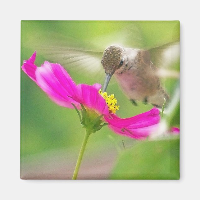 Hummingbird Bird Animal Wildlife Floral Magnet (Front)