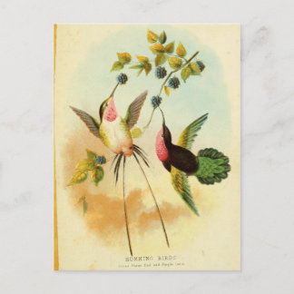 Hummingbird, Bird Illustration, Bird Art, Vintage Postcard