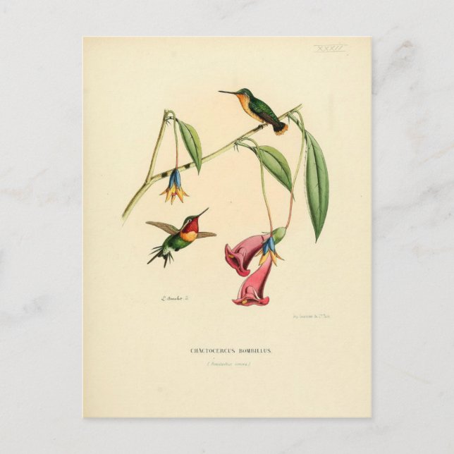Hummingbird, Bird Illustration, Bird Art, Vintage Postcard (Front)