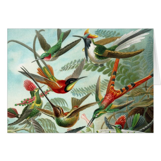 hummingbird bird wildlife classic painting (Front Horizontal)