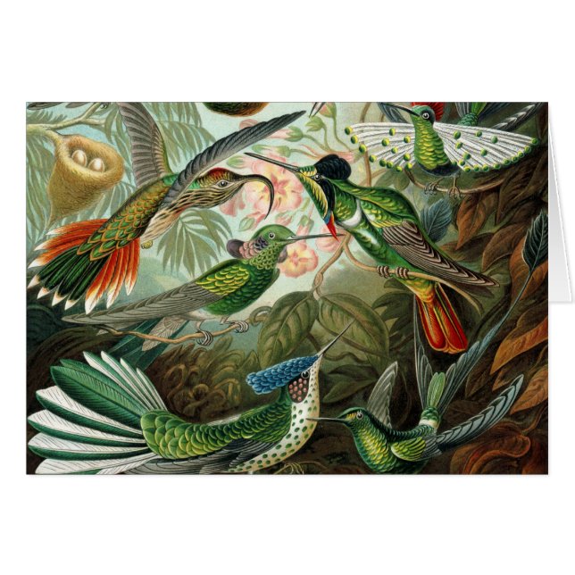 hummingbird bird wildlife classic painting (Front Horizontal)