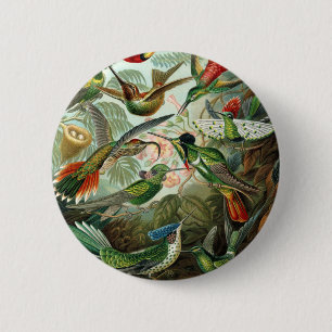 hummingbird bird wildlife classic painting 6 cm round badge