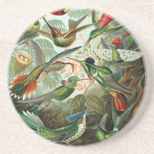 hummingbird bird wildlife classic painting coaster