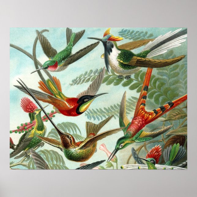hummingbird bird wildlife classic painting poster (Front)