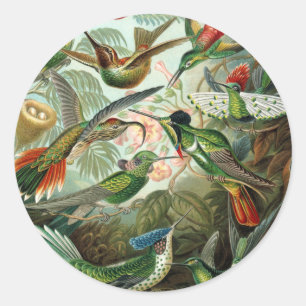 hummingbird bird wildlife classic painting round sticker