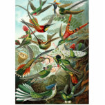hummingbird bird wildlife classic painting standing photo sculpture<br><div class="desc">Classic hummingbird print - This vintage hummingbird print is by Ernst Haeckel from a 1904 antique scientific book. The hummingbird gift is based on plate 99: Trochilidae from Ernst Haeckel's Kunstformen der Natur (Art Forms of Nature) from  1904 showing a variety of hummingbirds in their natural surroundings.</div>
