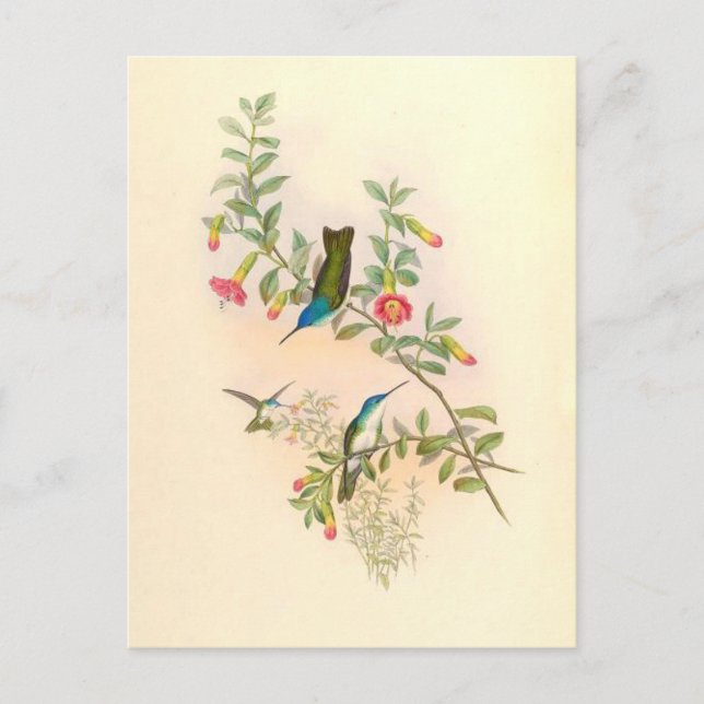Hummingbird Birds Flowers Floral Animals Wildlife Postcard (Front)