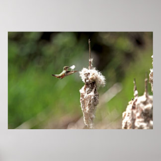 Hummingbird Building a Nest Poster