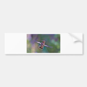Hummingbird Bumper Sticker