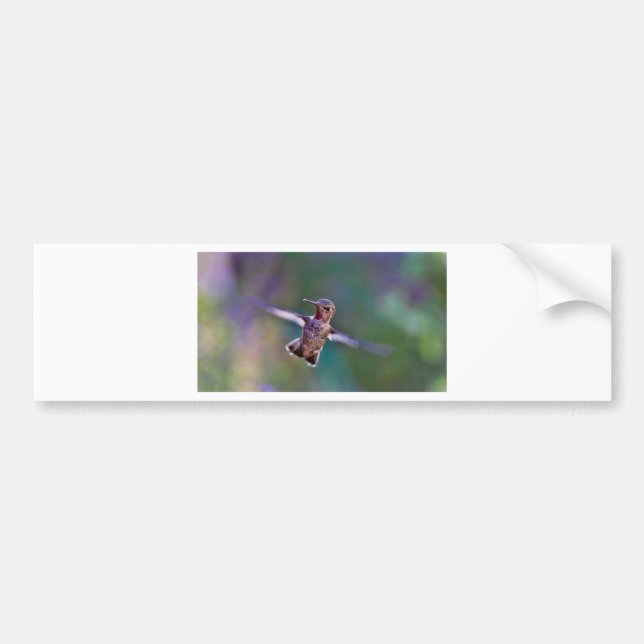 Hummingbird Bumper Sticker (Front)