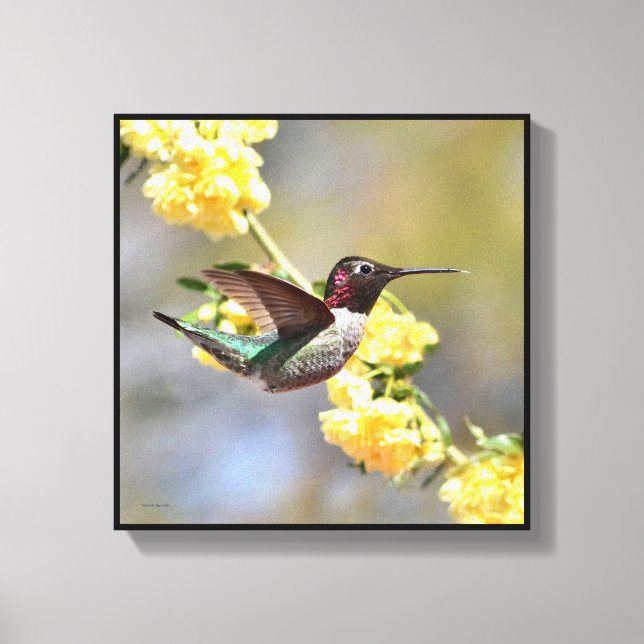Hummingbird Canvas Print (Front)