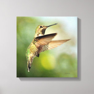 Hummingbird Canvas Print