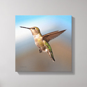 Hummingbird Canvas Print