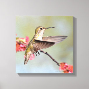 Hummingbird Canvas Print
