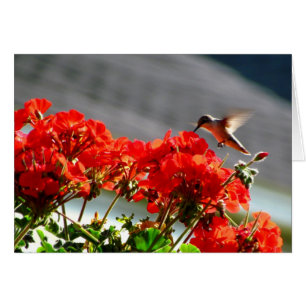 Hummingbird Card