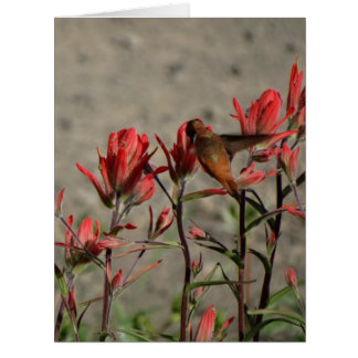 hummingbird cardinal flw.