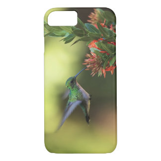 Hummingbird iPhone 8/7 Case
