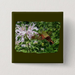 Hummingbird Clear Wing Moth Coordinating Items 15 Cm Square Badge