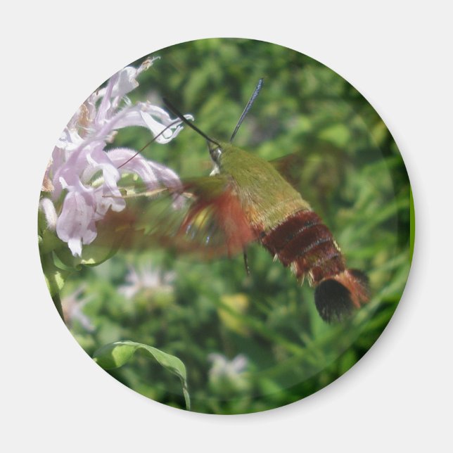 Hummingbird Clear Wing Moth Coordinating Items Magnet (Front)