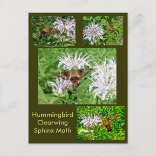 Hummingbird Clear Wing Moth Coordinating Items Postcard