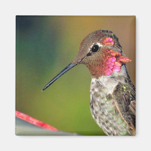 Hummingbird Close up Magnet
