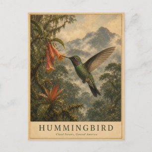 Hummingbird Cloud Forest VINTAGE Postcard