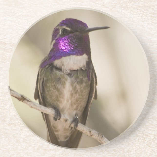Hummingbird Coaster (Front)