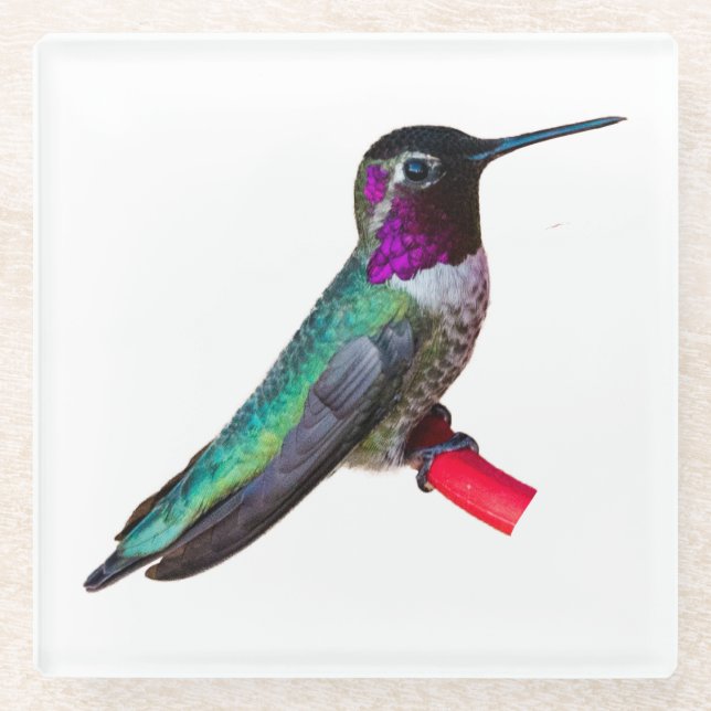 Hummingbird Coaster - Design B (Front)