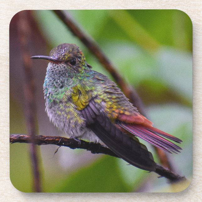 Hummingbird Coaster Original Photograph Costa Rica (Front)