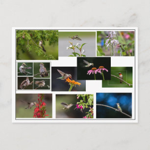 Hummingbird Collage Postcard