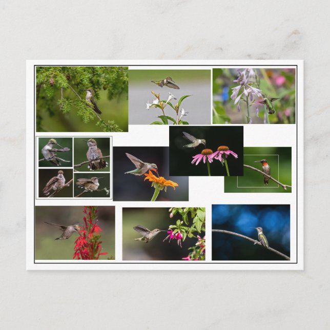 Hummingbird Collage Postcard (Front)