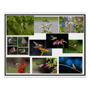 Hummingbird Collage Poster