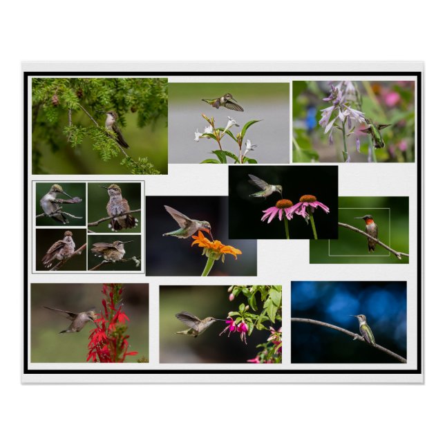Hummingbird Collage Poster (Front)