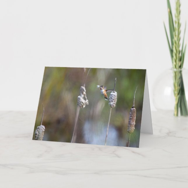 Hummingbird Collecting Cattail Notecard (Front)