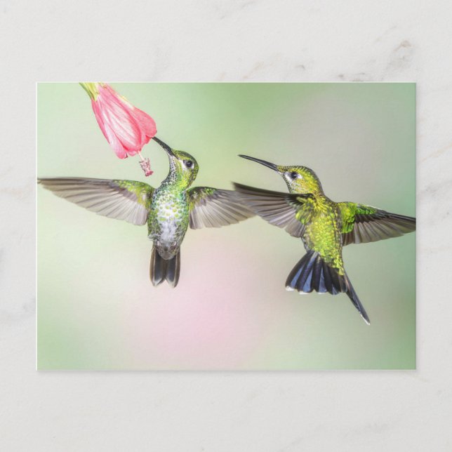 Hummingbird Couple Flying Side by Side Postcard (Front)