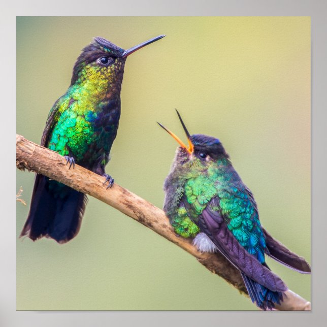 Hummingbird Couple Perched Together Poster (Front)