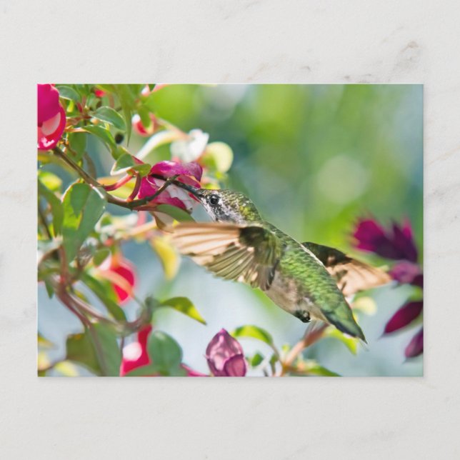 Hummingbird Fast Food Postcard (Front)